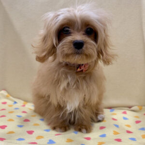 Alternative view of ミックス犬