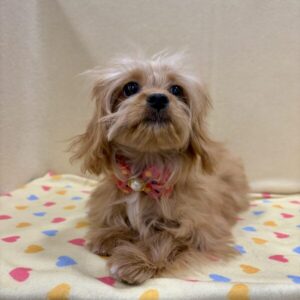 Alternative view of ミックス犬