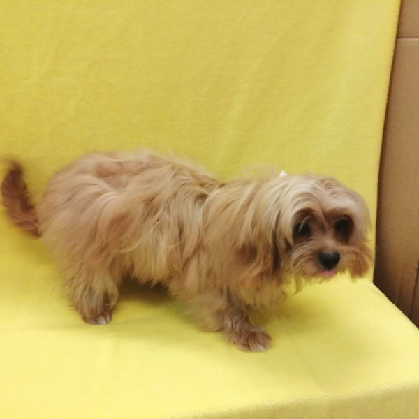 ミックス犬 - 画像 (4)