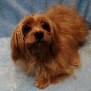 Alternative view of ミックス犬