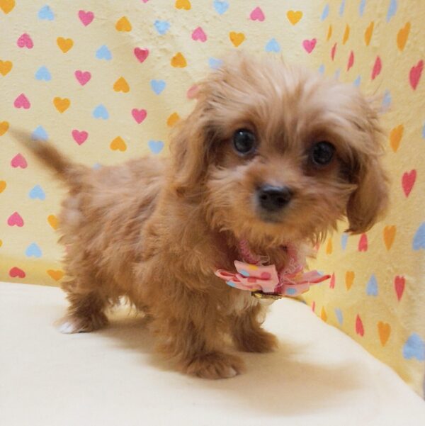 ミックス犬 - 画像 (5)