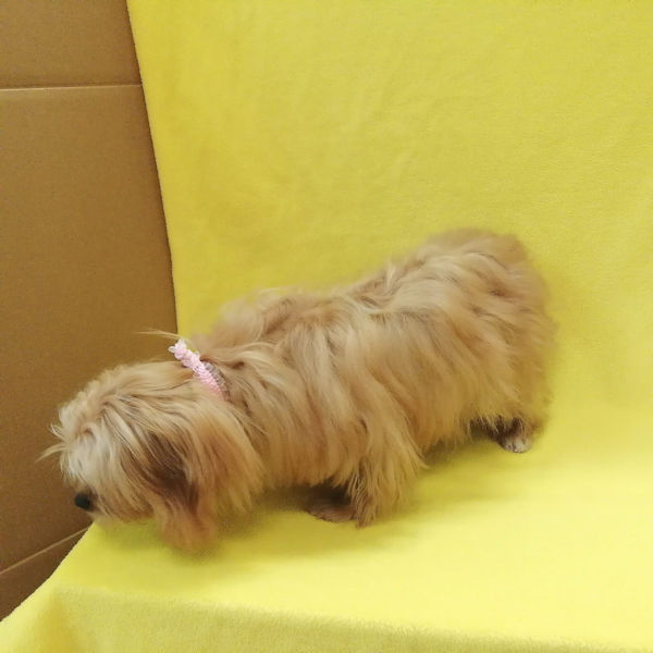 ミックス犬 - 画像 (5)