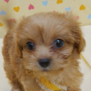ミックス犬