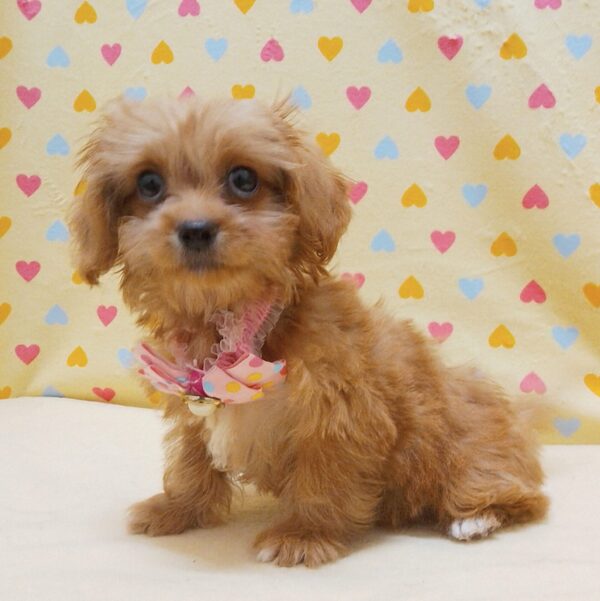 ミックス犬 - 画像 (4)