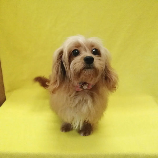 ミックス犬 - 画像 (3)