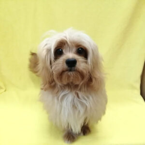 Alternative view of ミックス犬