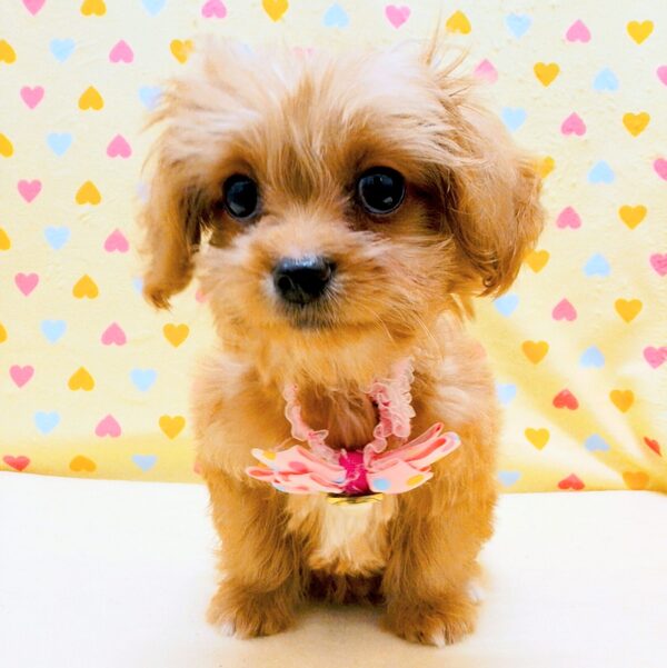 ミックス犬 - 画像 (3)