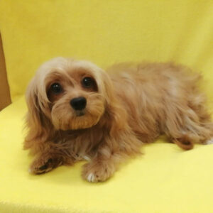 Alternative view of ミックス犬