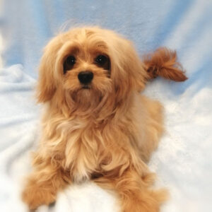 Alternative view of ミックス犬