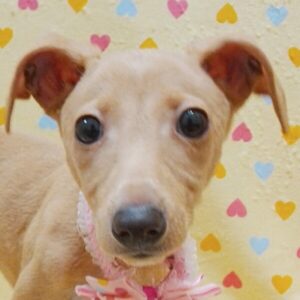 イタリアン・グレーハウンド