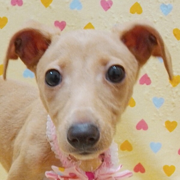 イタリアン・グレーハウンド