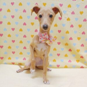 Alternative view of イタリアン・グレーハウンド