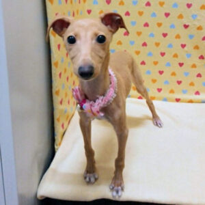 Alternative view of イタリアン・グレーハウンド