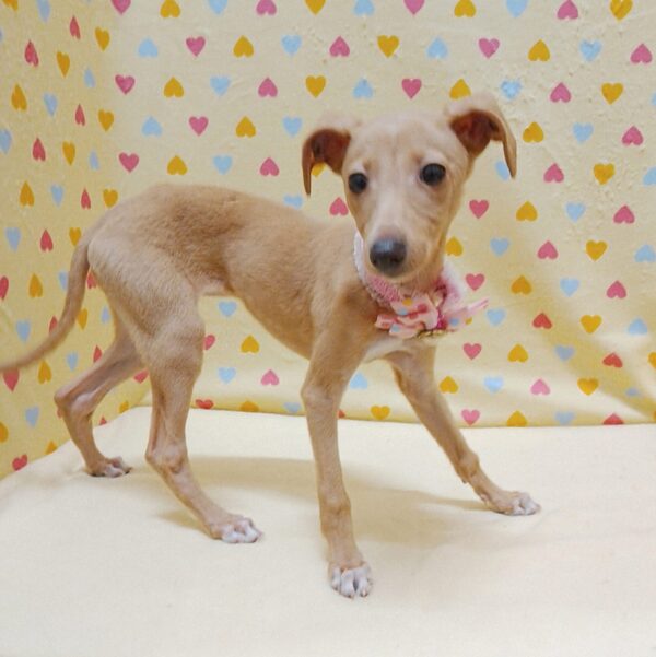 イタリアン・グレーハウンド - 画像 (5)