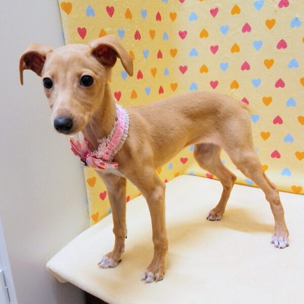 イタリアン・グレーハウンド - 画像 (4)