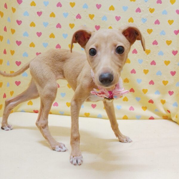 イタリアン・グレーハウンド - 画像 (3)