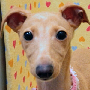 イタリアン・グレーハウンド