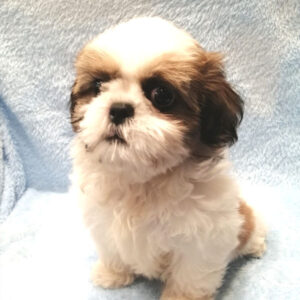 Alternative view of シー・ズー