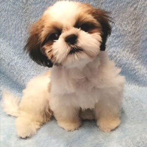 Alternative view of シー・ズー