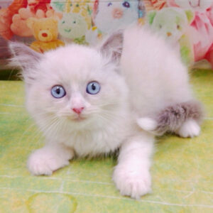 Alternative view of ラグドール