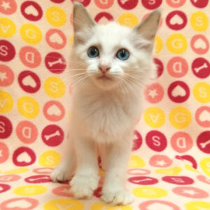 Alternative view of ラグドール