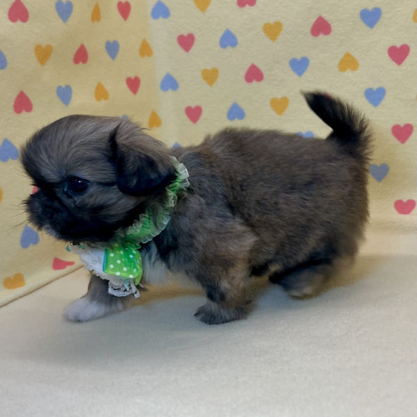 ペキニーズ - 画像 (3)