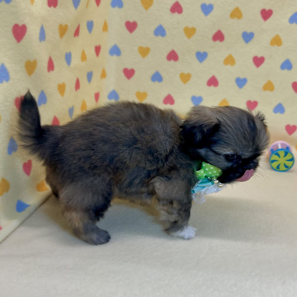 ペキニーズ - 画像 (4)