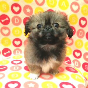 Alternative view of ペキニーズ