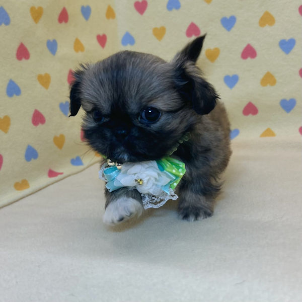 ペキニーズ - 画像 (2)