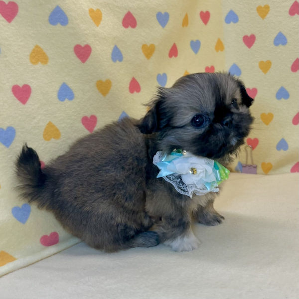 ペキニーズ - 画像 (5)