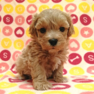 Alternative view of ミックス犬