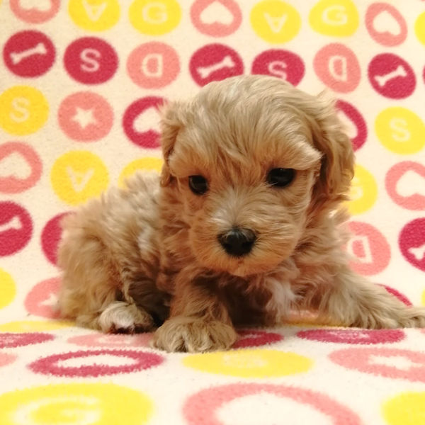 ミックス犬 - 画像 (4)