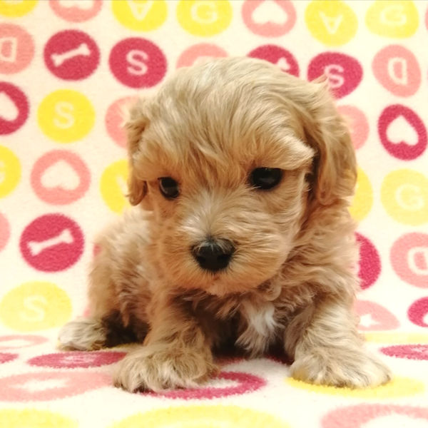 ミックス犬 - 画像 (5)