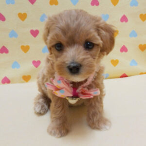 Alternative view of ミックス犬