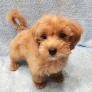 Alternative view of ミックス犬