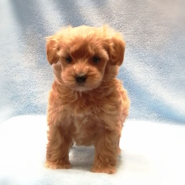 ミックス犬 - 画像 (2)