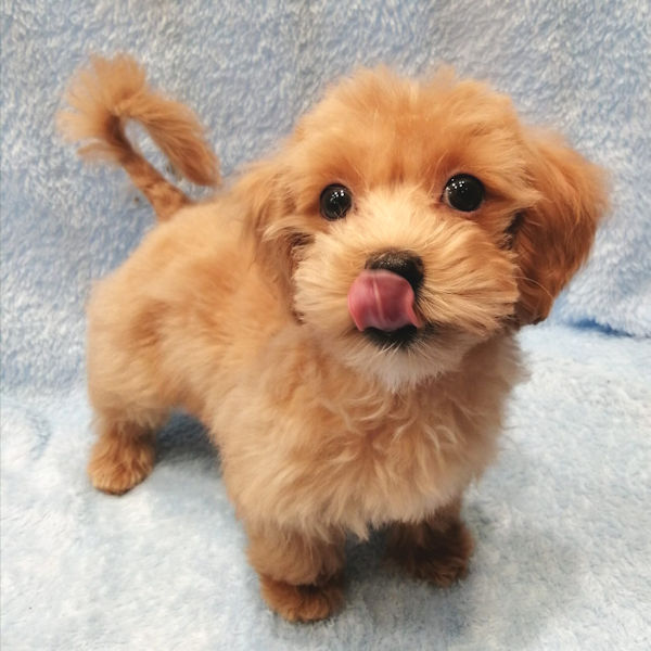 ミックス犬 - 画像 (3)