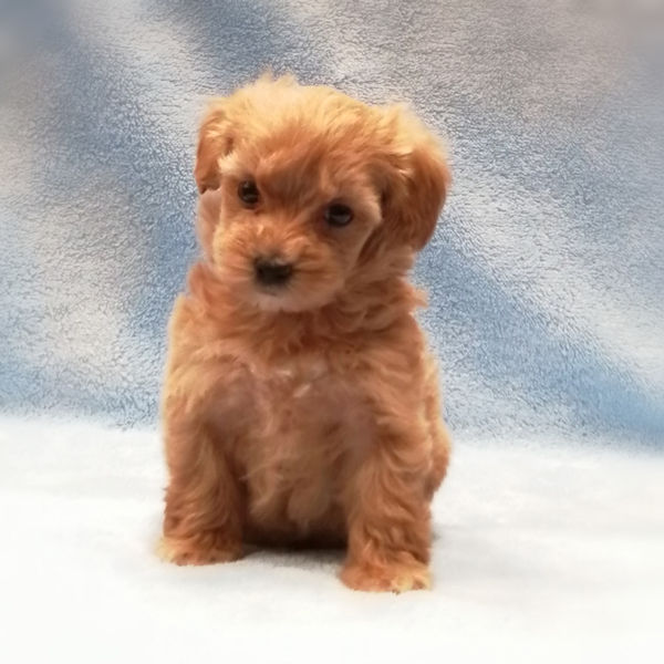 ミックス犬 - 画像 (3)