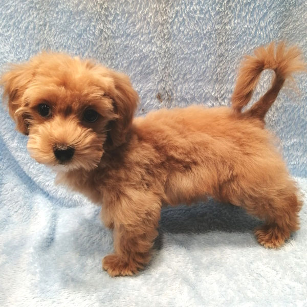 ミックス犬 - 画像 (4)