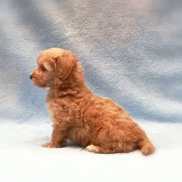 ミックス犬 - 画像 (4)