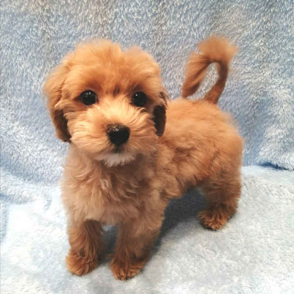 ミックス犬 - 画像 (5)