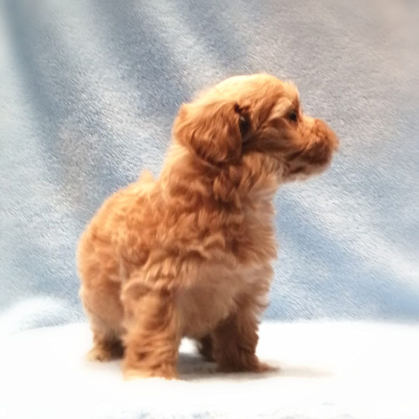 ミックス犬 - 画像 (5)