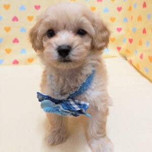 Alternative view of ミックス犬