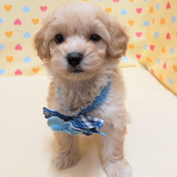 ミックス犬 - 画像 (2)