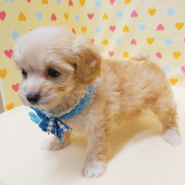 ミックス犬 - 画像 (4)