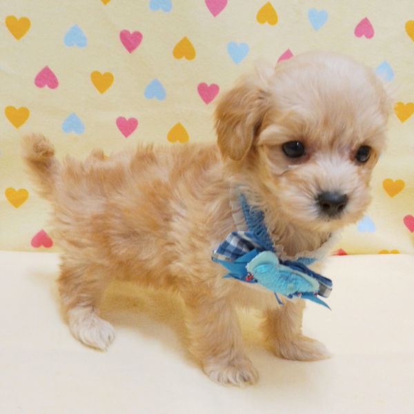 ミックス犬 - 画像 (5)