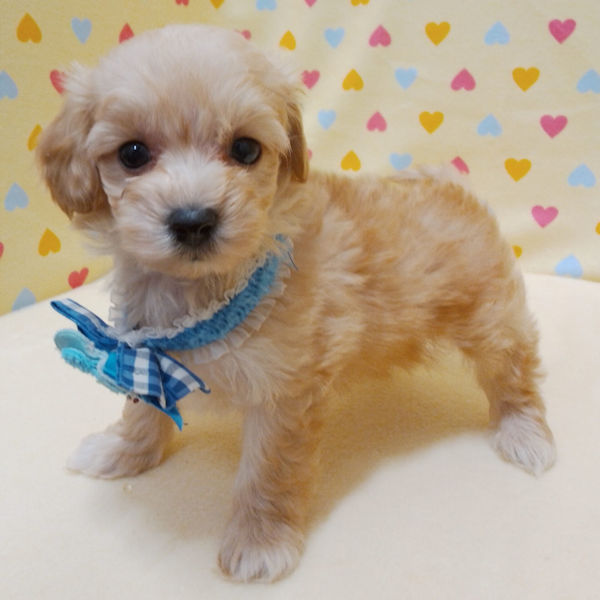 ミックス犬 - 画像 (3)