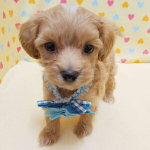 Alternative view of ミックス犬