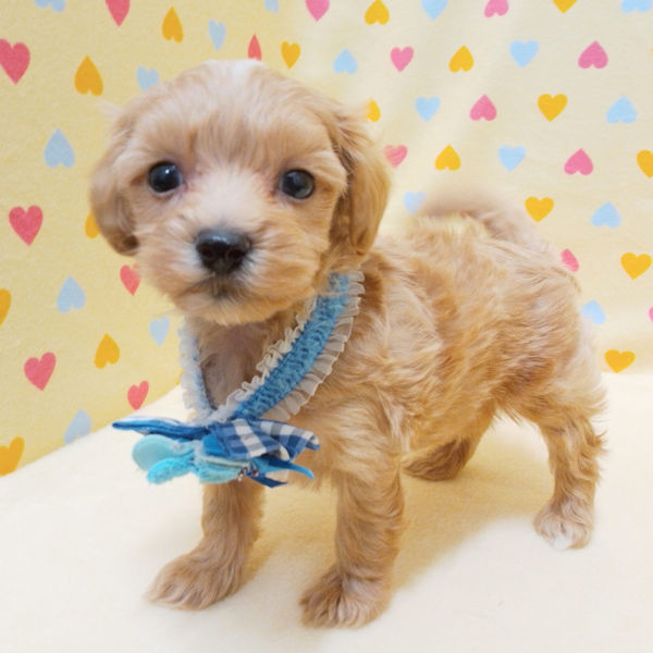 ミックス犬 - 画像 (3)