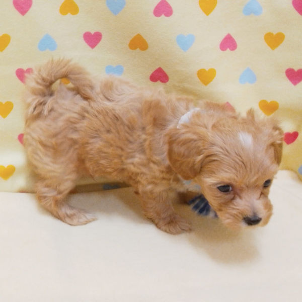 ミックス犬 - 画像 (4)